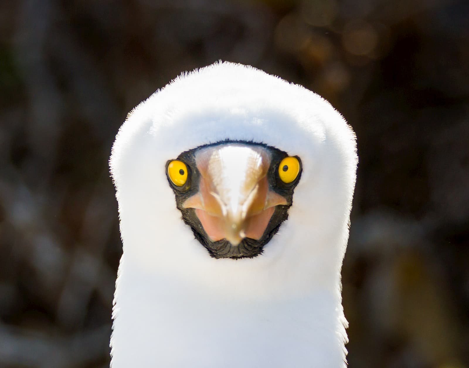 The Galapagos Big 15: Wildlife you shouldn't miss out on! - Adore