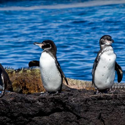 6 DAY GALAPAGOS ISLAND HOPPING - Ecuador & Galapagos Tours
