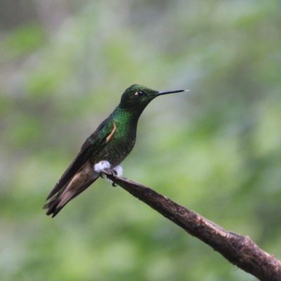 BELLAVISTA CLOUD FOREST 13 - Ecuador & Galapagos Tours