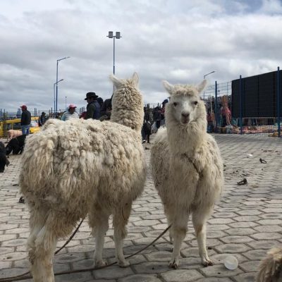 BLOG INTERNSHIP YELITH Otavalo-alpacas-animal-market - Ecuador & Galapagos Tours