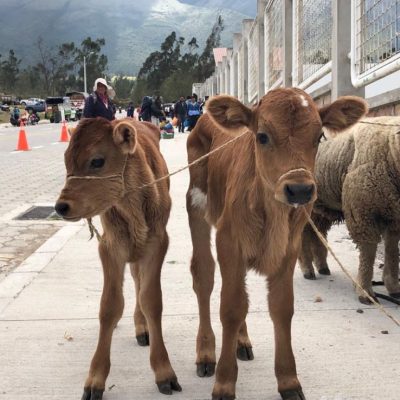 BLOG INTERNSHIP YELITH Otavalo-cow-animal-market - Ecuador & Galapagos Tours