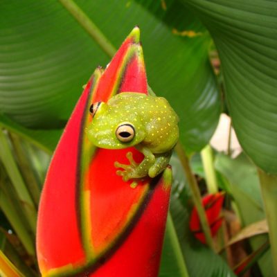CUYABENO JUNGLE TOUR Animals - Frog on heliconia - Ecuador & Galapagos Tours