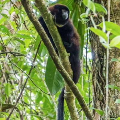 CUYABENO JUNGLE TOUR Animals - Howler monkey - Ecuador & Galapagos Tours