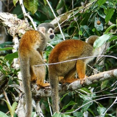 CUYABENO JUNGLE TOUR Animals - Squirrel monkey - Ecuador & Galapagos Tours
