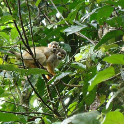 CUYABENO JUNGLE TOUR Animals - Squirrel monkey with baby - Ecuador & Galapagos Tours