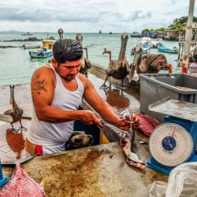 GALAPAGOS ISLAND HOPPING Activity - Fish Market Puerto Ayora - Ecuador & Galapagos Tours
