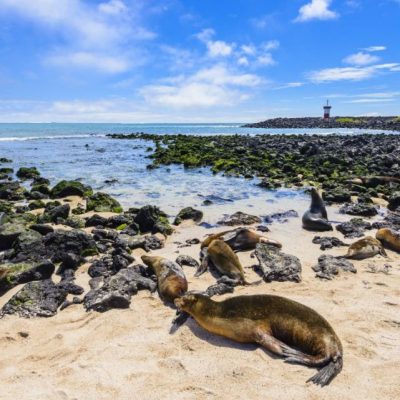 GALAPAGOS ISLAND HOPPING Activity - Punta Carola Fur Seals - Ecuador & Galapagos Tours