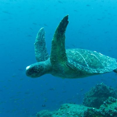 GALAPAGOS ISLAND HOPPING Diving 2 - Ecuador & Galapagos Tours