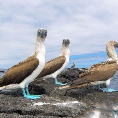 GALAPAGOS ISLAND HOPPING Wildlife - Blue Footed Boobie - Ecuador & Galapagos Tours