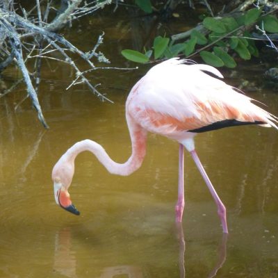 GALAPAGOS ISLAND HOPPING Wildlife - Flamingo - Ecuador & Galapagos Tours