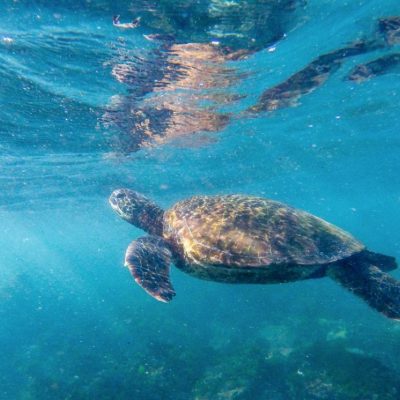 GALAPAGOS ISLAND HOPPING Wildlife - Sea Turtle - Ecuador & Galapagos Tours