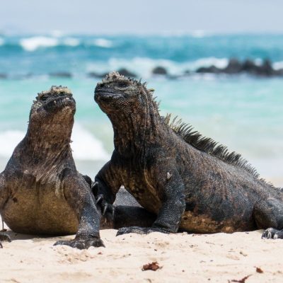 GALAPAGOS ISLAND HOPPING Wildlife - Sea iguana - Ecuador & Galapagos Tours