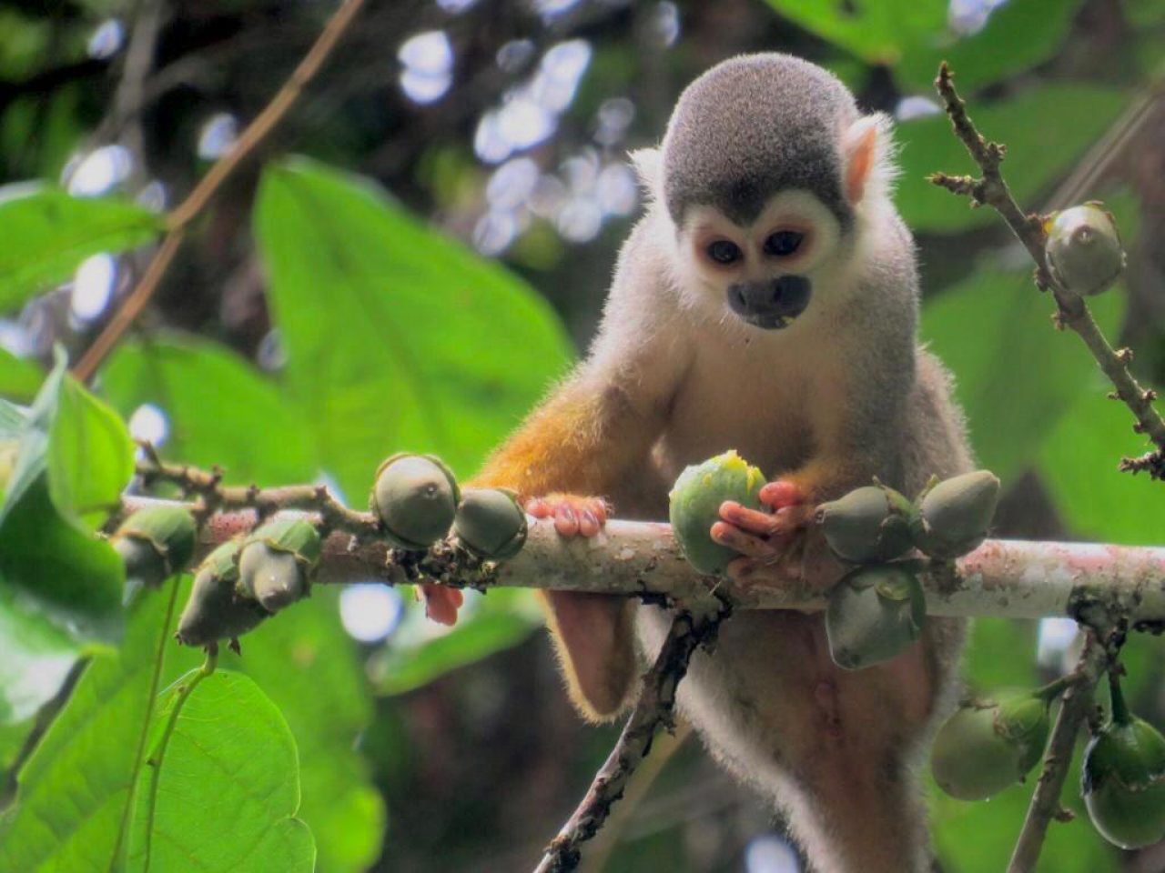 MY JUNGLE TRIP TO CUYABENO - Ecuador & Galapagos Tours